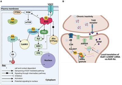 Non-canonical retinoid signaling in neural development, regeneration and synaptic function
